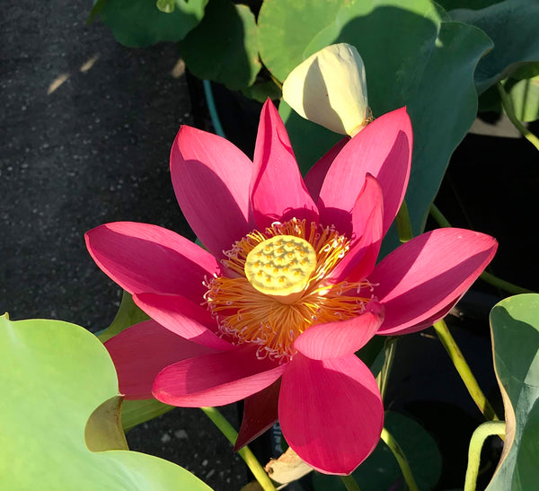 Beijing Lotus LOTUS Flowers available in Season Only! - PondLotus.com