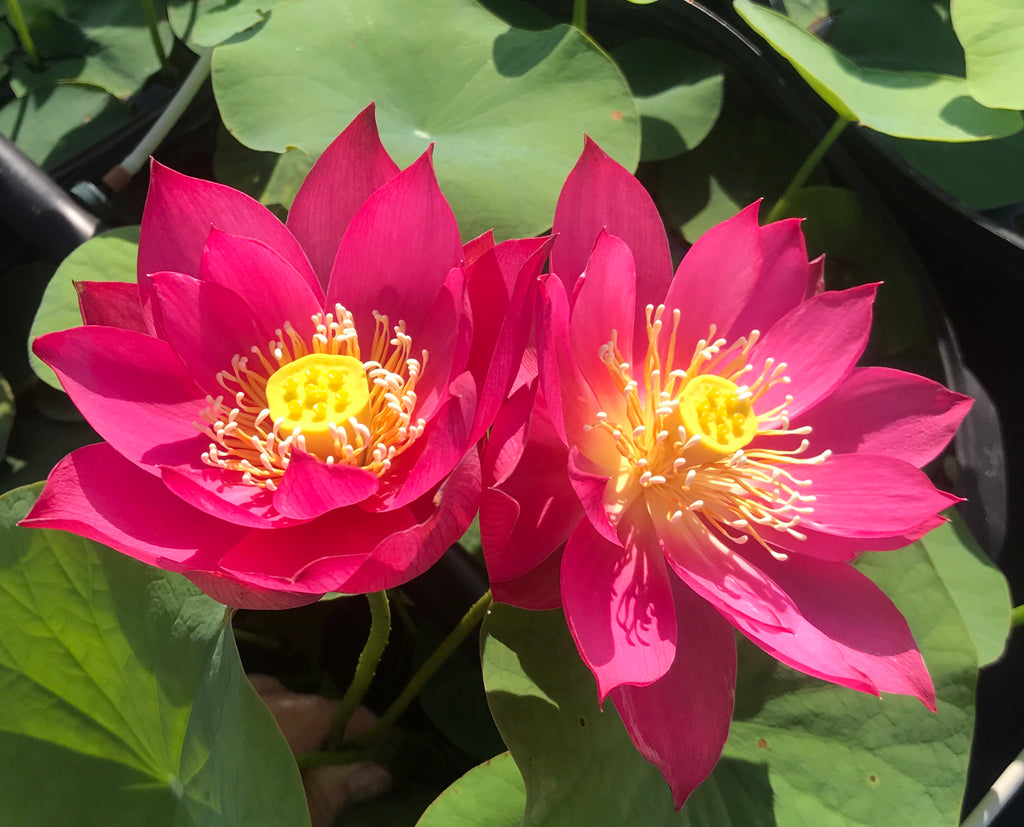 Red Light 15 Lotus  <br> Reserve Lotus Varieties ASAP for 2020! - PondLotus.com
