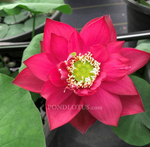 Chinese Red Shanghai Lotus  <br>  Heavy Bloomer! <br> Reserve Lotus Varieties ASAP for 2020! - PondLotus.com
