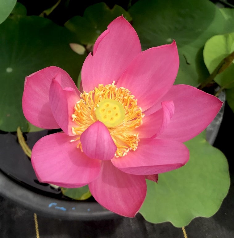 Slim Red Fingers Lotus  <br> Reserve Lotus Varieties ASAP for 2020! - PondLotus.com