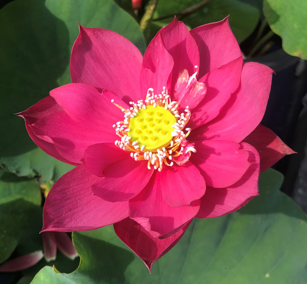 Chinese Red Sun 14 B Lotus (Sino-Japanese Hybrid) <br> Reserve Lotus Varieties ASAP for 2020! - PondLotus.com