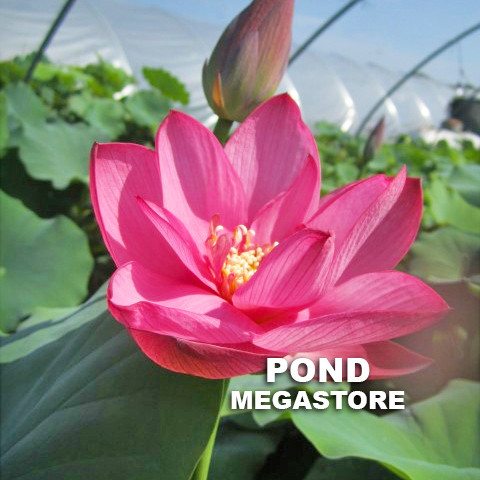 RED SUN LOTUS  <br> Reserve Lotus Varieties ASAP for 2020! - PondLotus.com
