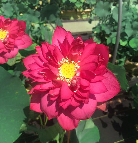 Red Tree Peony Lotus  <br>  Customer Favorite!  <br> Reserve Lotus Varieties ASAP for 2020! - PondLotus.com