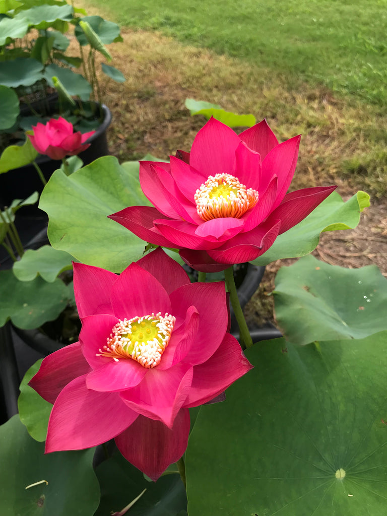 Chinese Red Xibeipo Lotus   'Zhong Guo Hong Xi Bei Po' <br> Reserve Lotus Varieties ASAP for 2020! - PondLotus.com