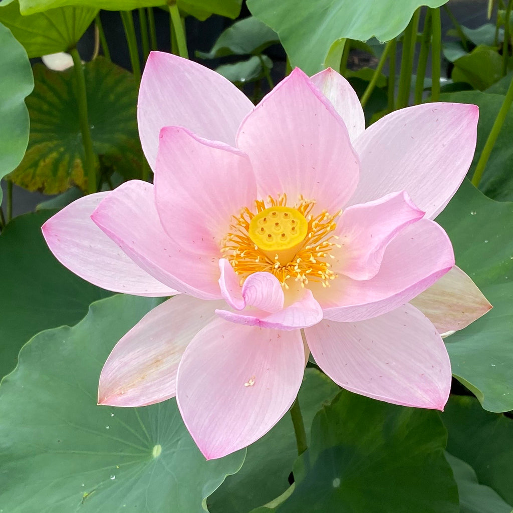 Reflection Lotus  <br>  Soft Pink Blooms