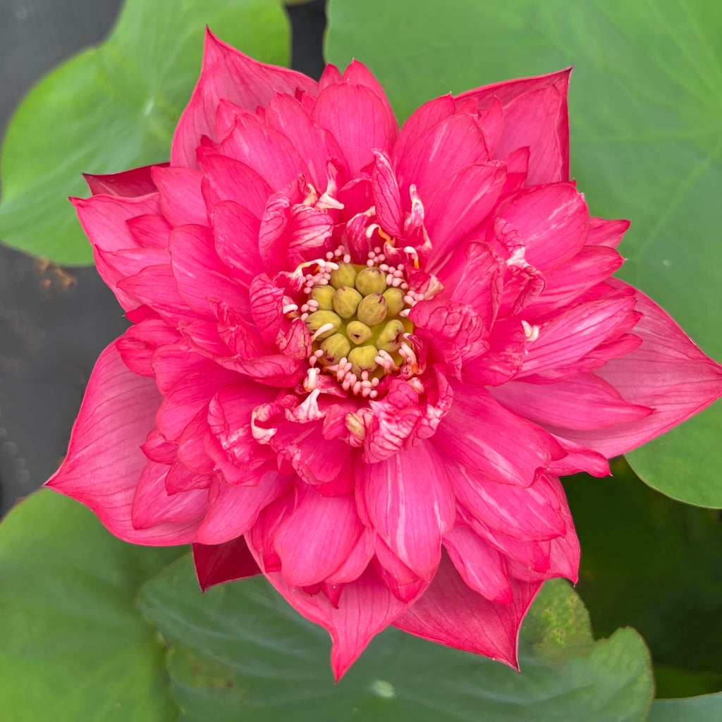 Rose Hermosa Lotus