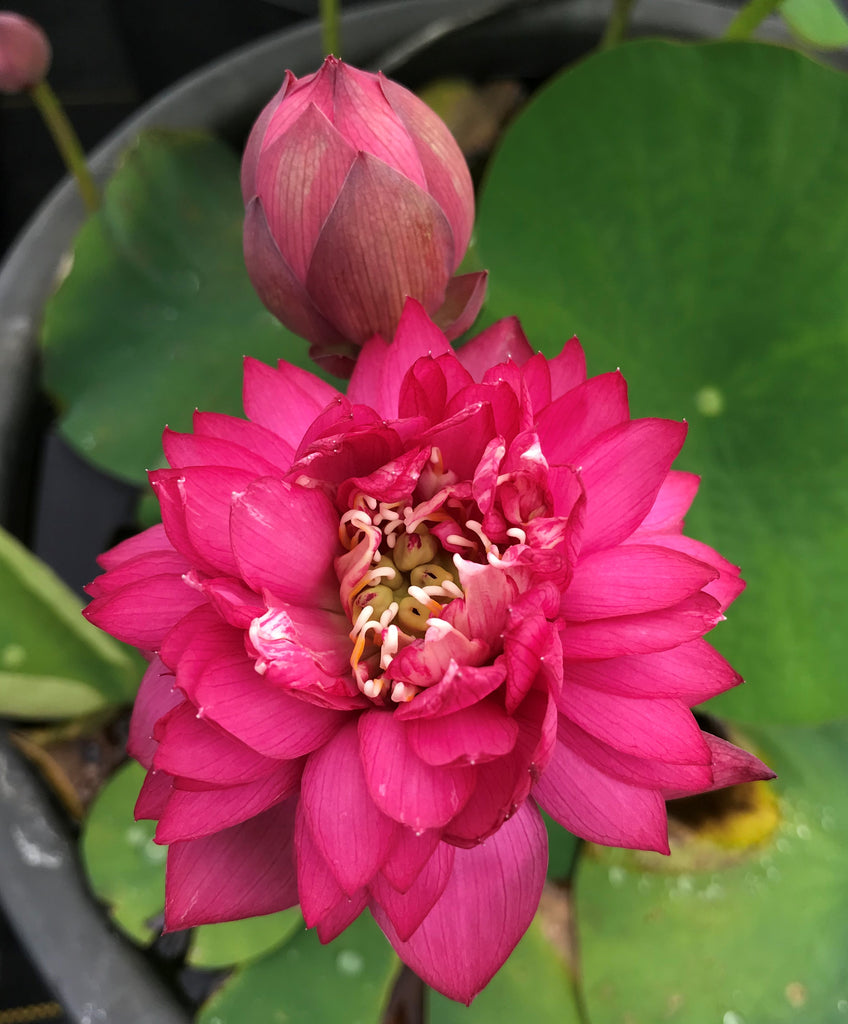 Rose Red Lotus (Mei Gui Hong) <br> Early Bloomer - Stunning! <br> Reserve Lotus Varieties ASAP for 2020! - PondLotus.com