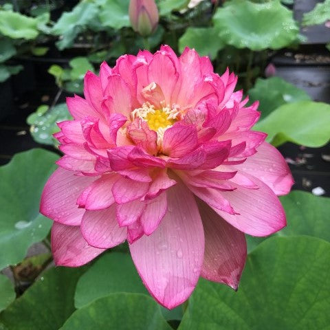 Rosy Red Duplicate Lotus   <br>  Dazzling Beauty!