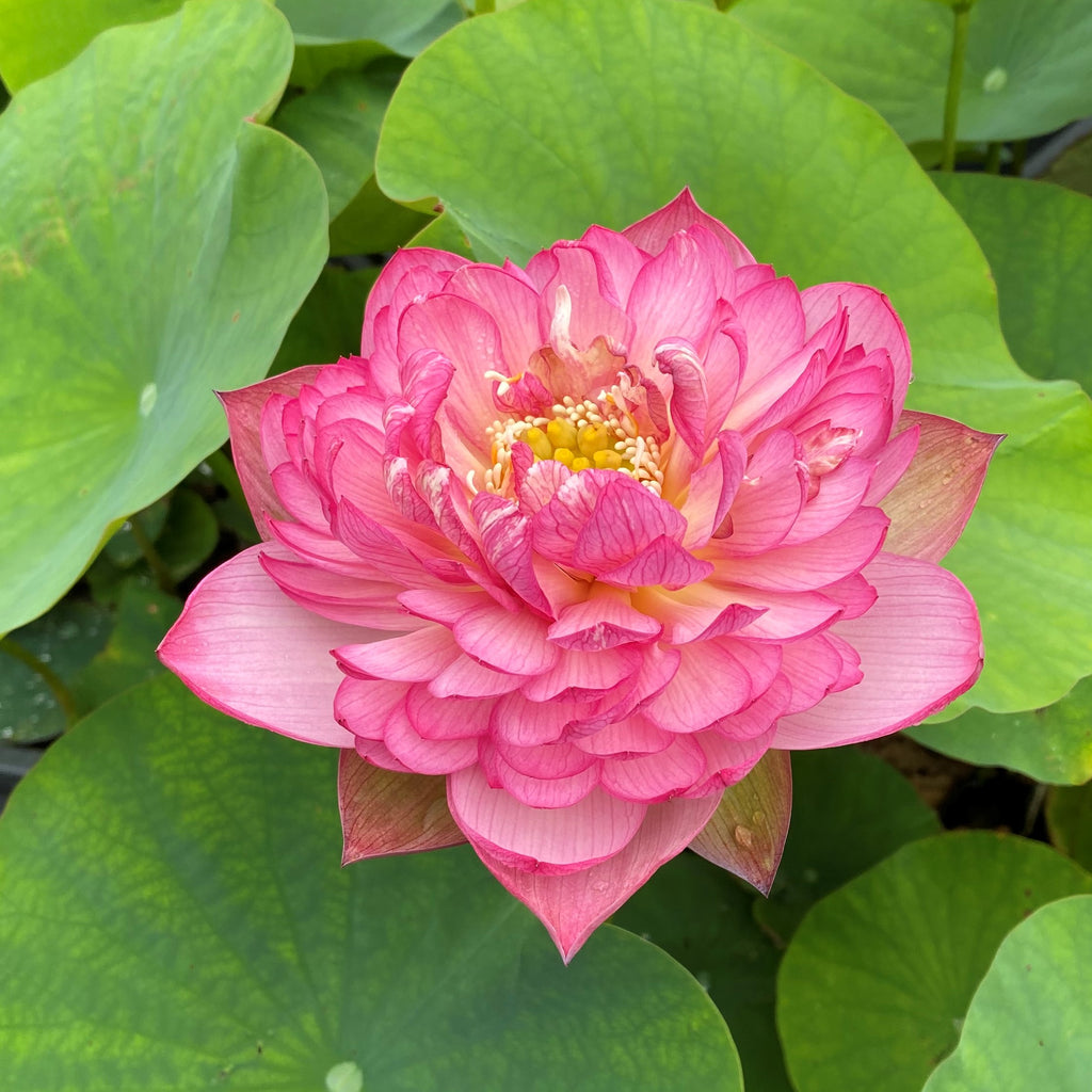 Rosy Red Duplicate Lotus   <br>  Dazzling Beauty!