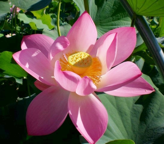Ruby Slipper Lotus  <br>  Customer Favorite!