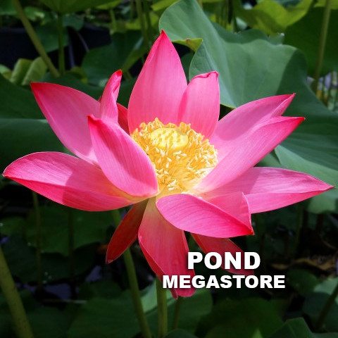 RUSSIAN RED LOTUS / (Caspicum) LOTUS  <br> Sold out for 2020 - PondLotus.com
