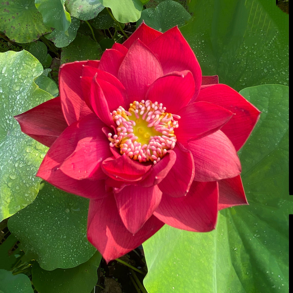 Scarlet Lady Mini Lotus - Blazing HOT Red!