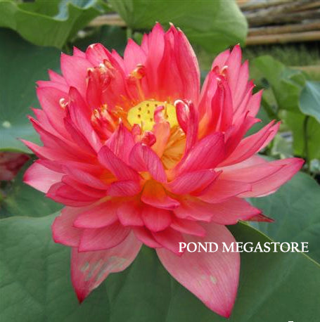 SENIOR RED LOTUS  <br> Reserve Lotus Varieties ASAP for 2020! - PondLotus.com