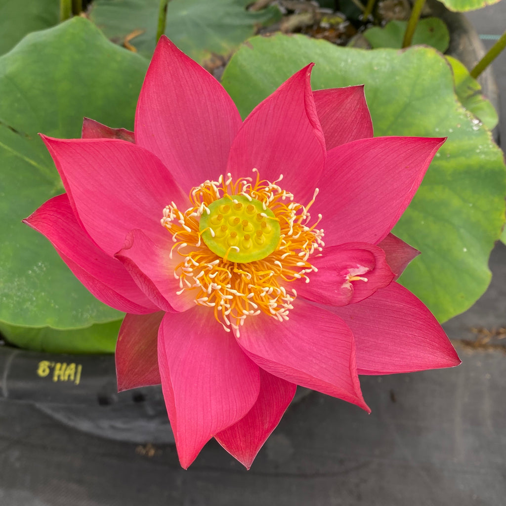 Chinese Red Shanghai Lotus  <br>  Amazing Color!