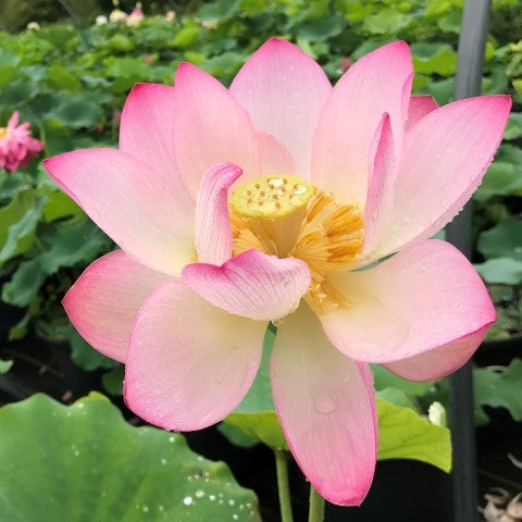 Shi Kago Hash Lotus  - Unusual Color!