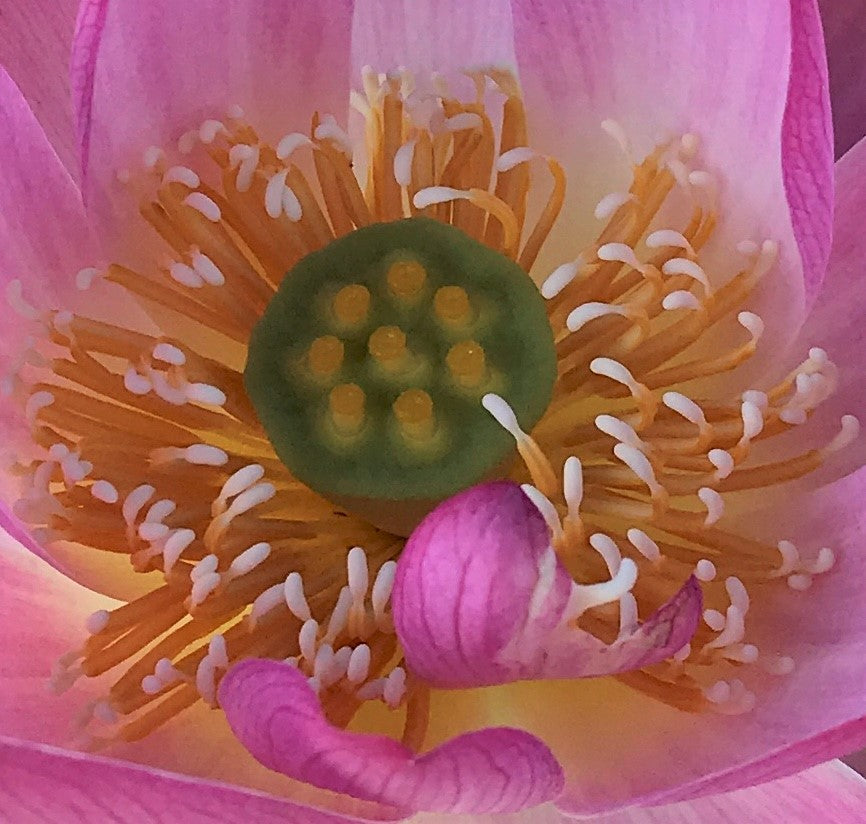 Shy Face Of A Child Lotus