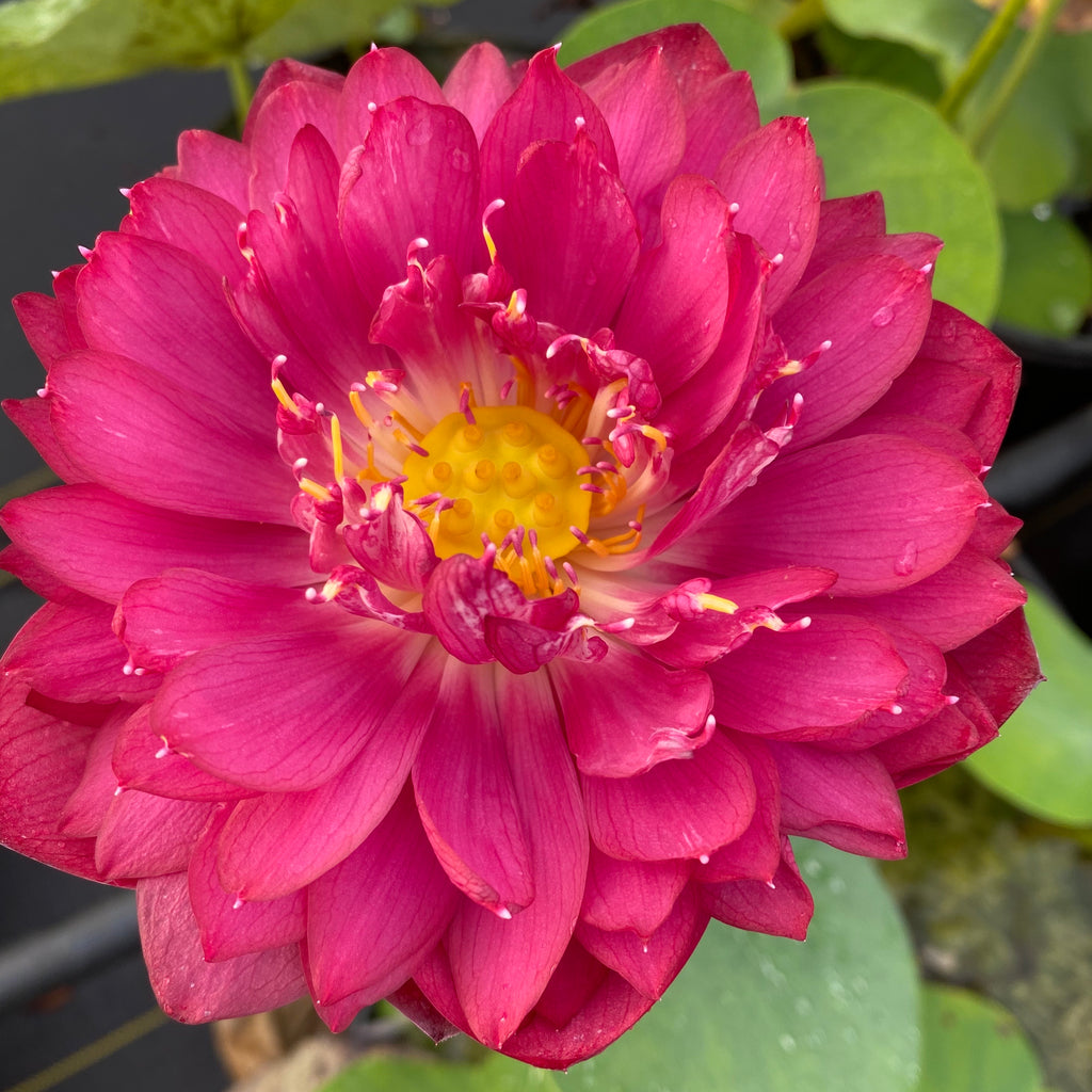 Siam Ruby Lotus<br>Heavy Bloomer!