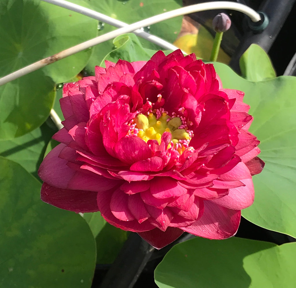 Siam Ruby Lotus<br>Heavy Bloomer! <br> Reserve Lotus Varieties ASAP for 2020! - PondLotus.com