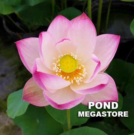Sing Birdie Sing Lotus  <br>  Customer Favorite!<br> Reserve Lotus Varieties ASAP for 2020! - PondLotus.com