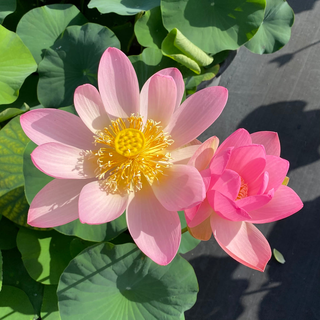 Sino American Excellence Lotus - HUGE Flowers!