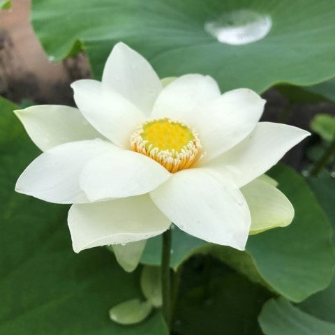 Snow Beauty Lotus   <br>  Dazzling White!