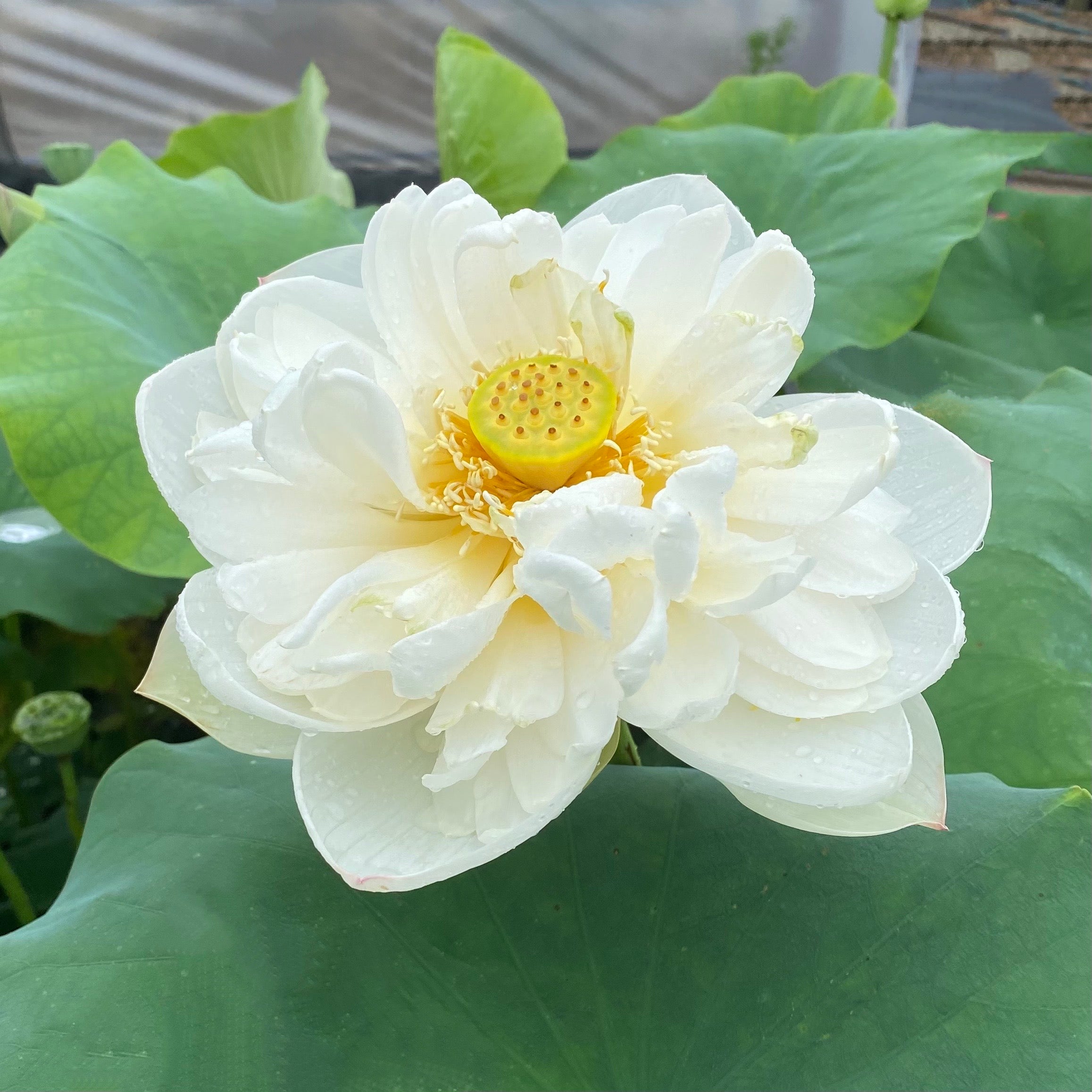 Snow White Lotus Pure White Blooms!