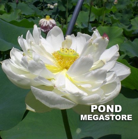 Snow White Lotus  <br>  Pure White Blooms!  <br> Reserve Lotus Varieties ASAP for 2020! - PondLotus.com