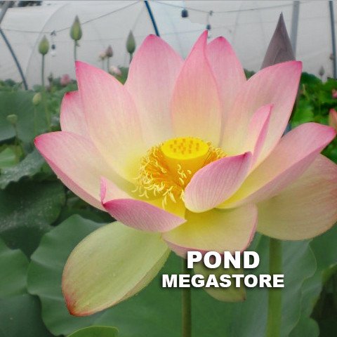 SPACE LOTUS 36  <br>  Big Blooms and Seed Pods!  <br> Reserve Lotus Varieties ASAP for 2020! - PondLotus.com