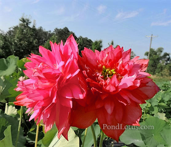 Splendors Red Lotus  <br>   Fresh, Red Color!  <br> Reserve Lotus Varieties ASAP for 2020! - PondLotus.com