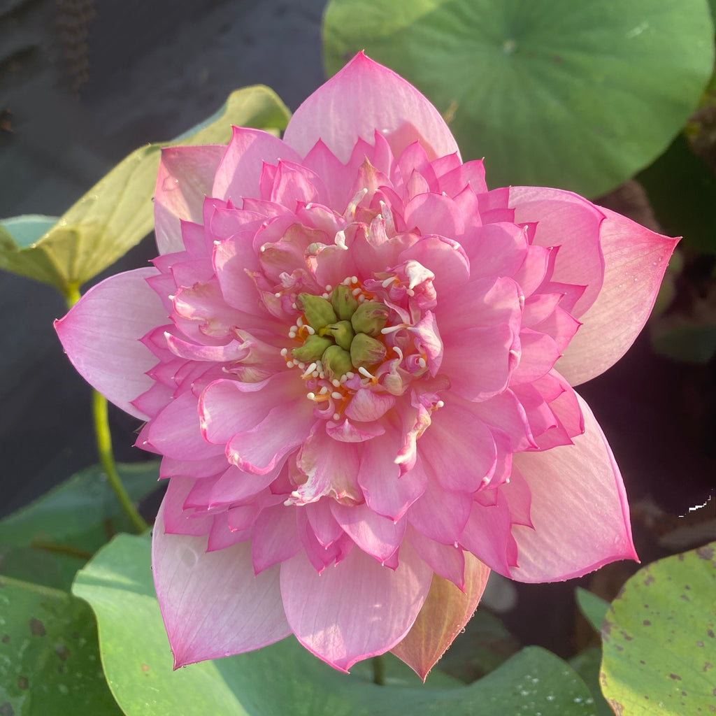 Spring Cherry Bowl Lotus