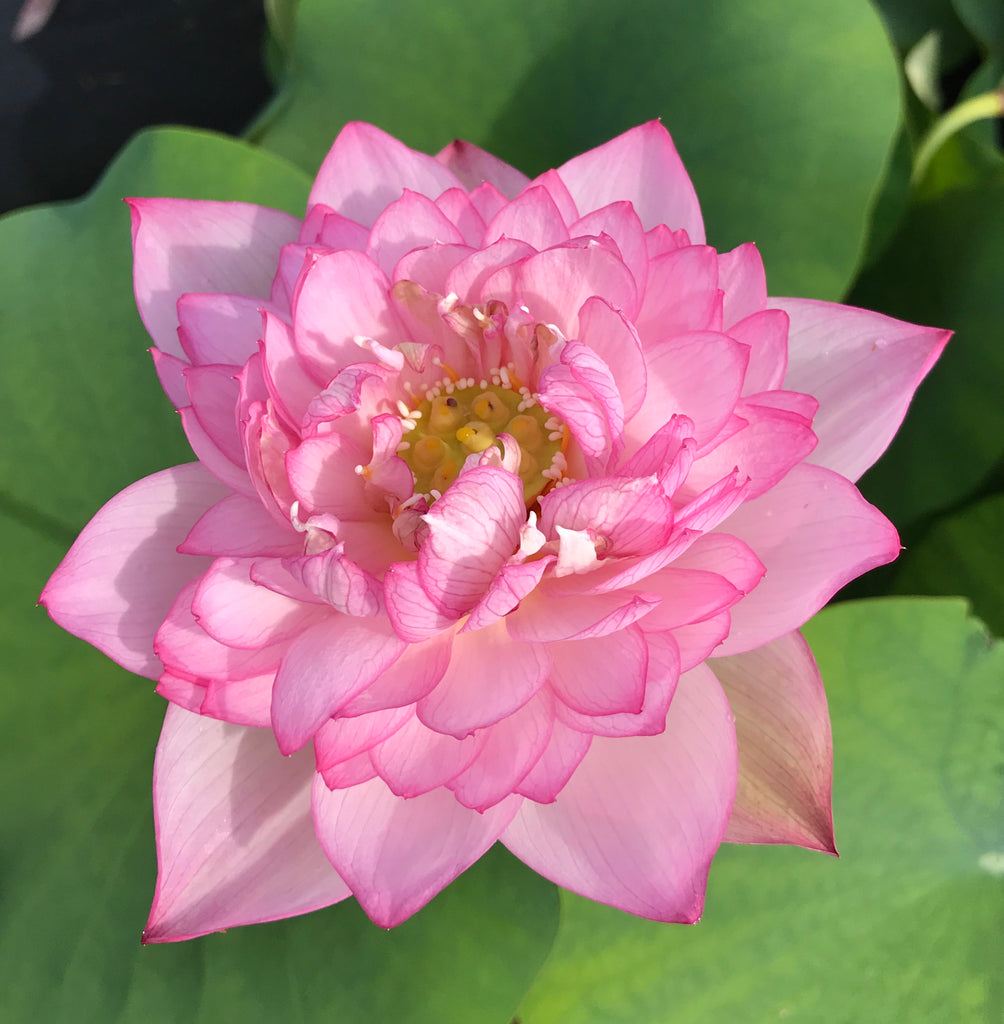 Star Of Yaochi Lotus  <br>  Large, Sumptuous Flowers!   <br> Reserve Lotus Varieties ASAP for 2020! - PondLotus.com