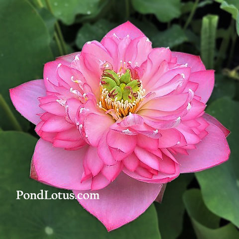 Sugar Pie Pink Lotus <br>  Heavy Bloomer  <br> Reserve Lotus Varieties ASAP for 2020! - PondLotus.com