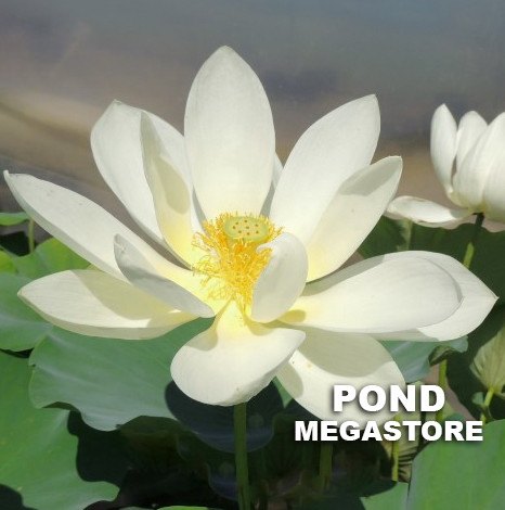 Sun On Snow Lotus   <br> Reserve Lotus Varieties ASAP for 2020! - PondLotus.com