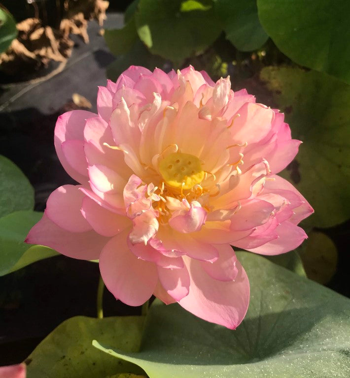 Sunflower Face to Sun Lotus <br>  Heavy Bloomer!   <br> Reserve Lotus Varieties ASAP for 2020! - PondLotus.com