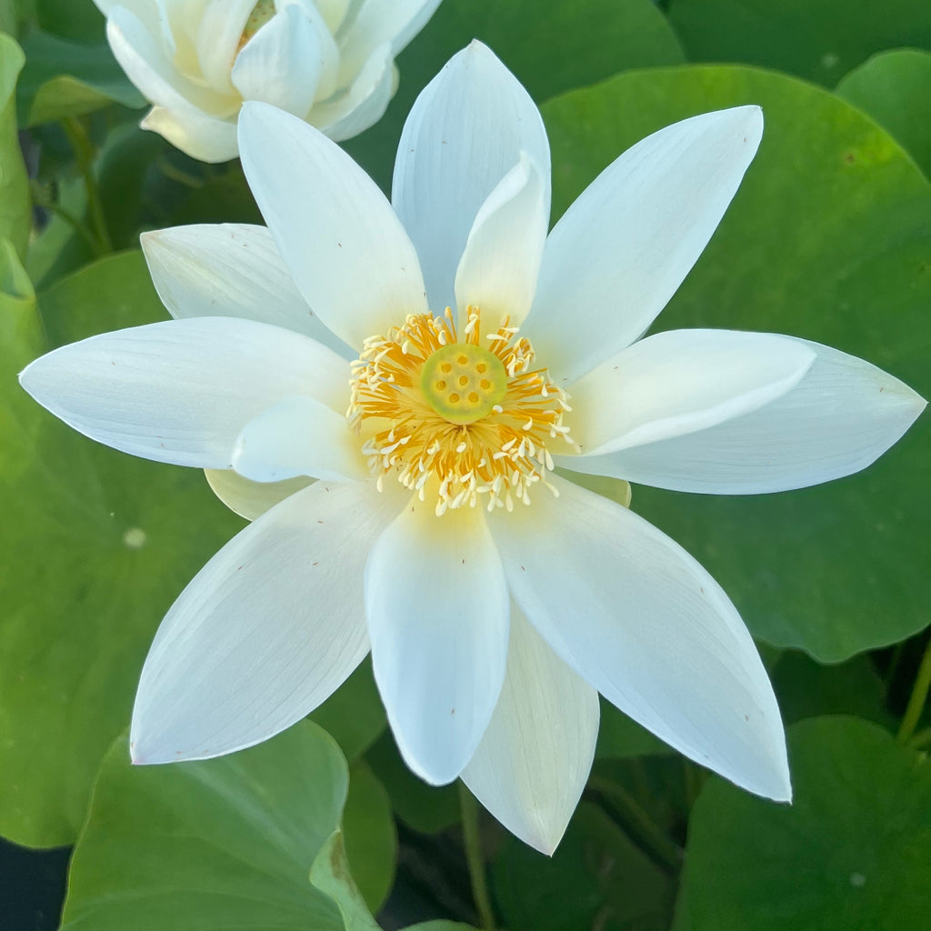 Sun On Snow Lotus