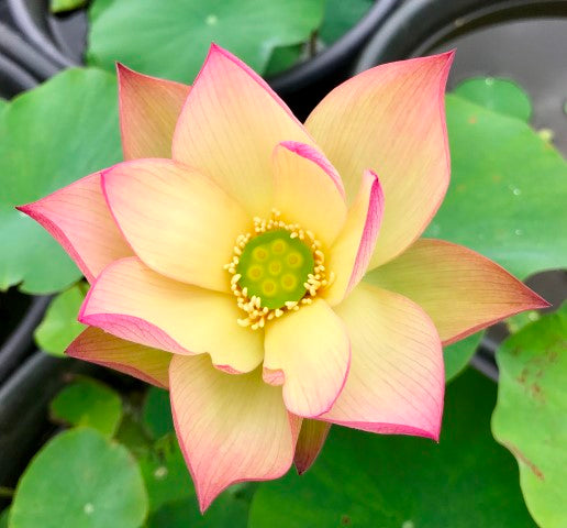 Sunrise Brocade Lotus <br> Reserve Lotus Varieties ASAP for 2020! - PondLotus.com
