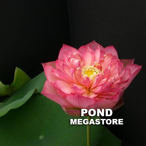 Super Excellence Lotus  <br>  Early Bloomer!   <br> Reserve Lotus Varieties ASAP for 2020! - PondLotus.com