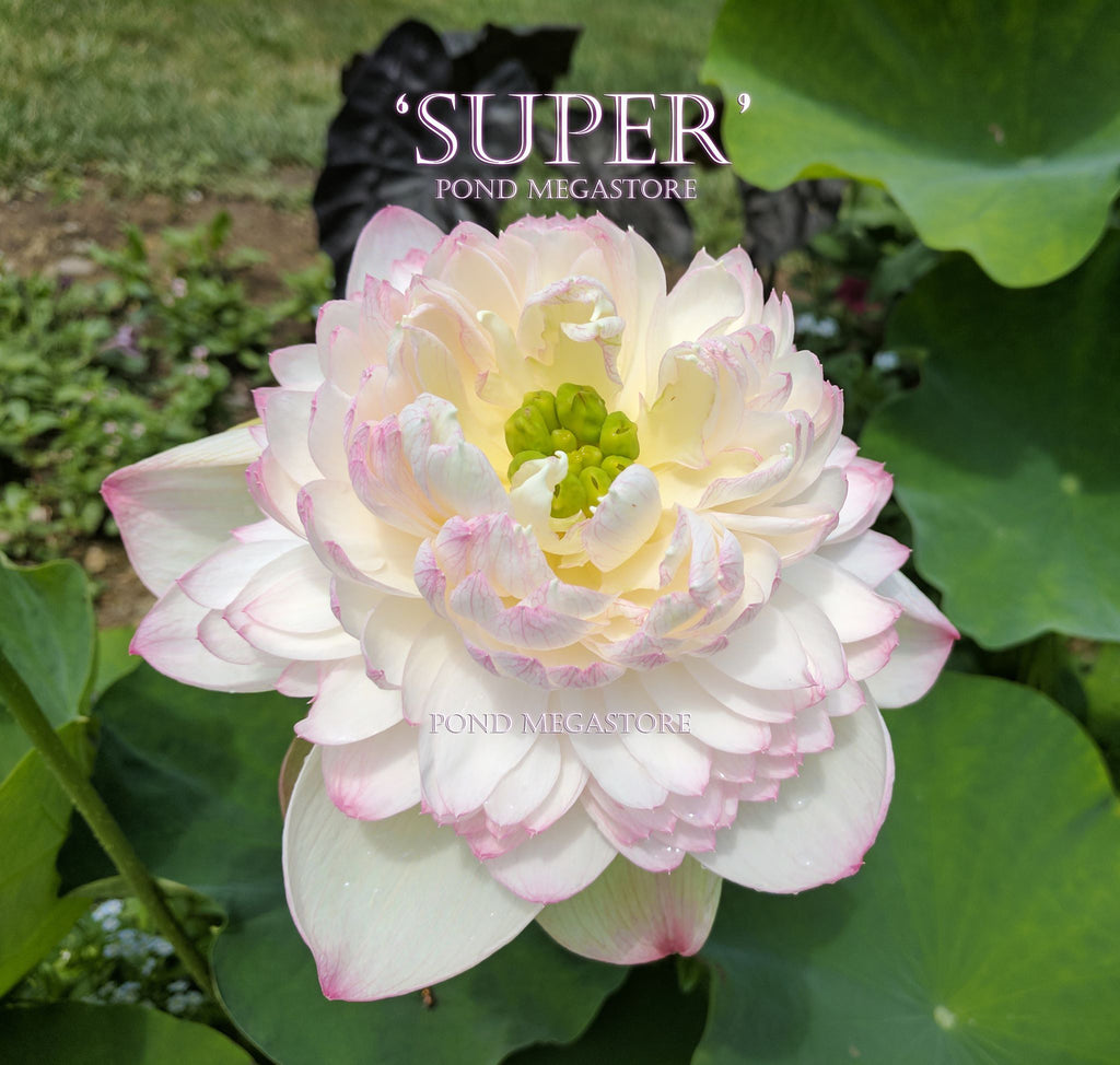Super Lotus, Juwuba!  <br> Customer Favorite!  <br> Reserve Lotus Varieties ASAP for 2020! - PondLotus.com