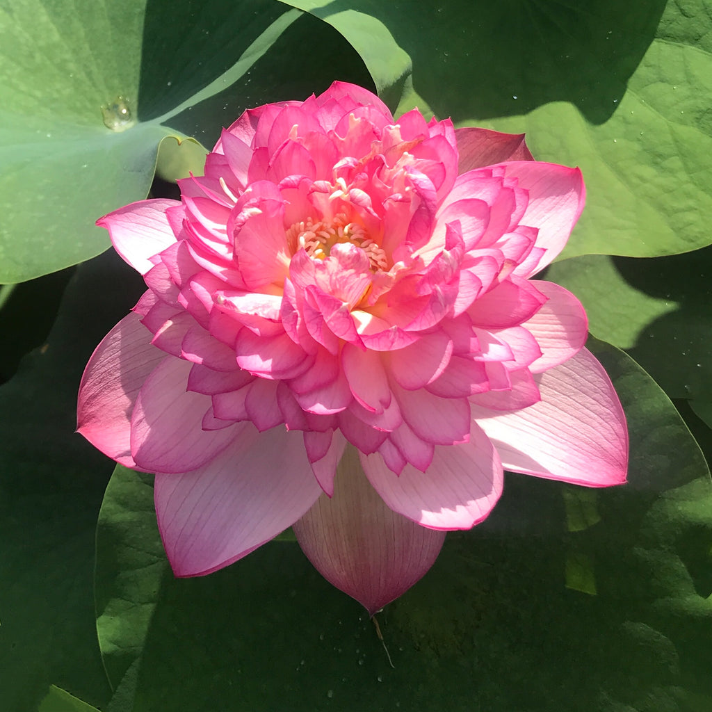 Super Excellence Lotus  <br>  Early Bloomer!