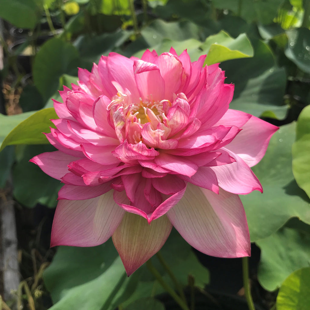 Libby's Light Lotus <br> Great Bloomer!
