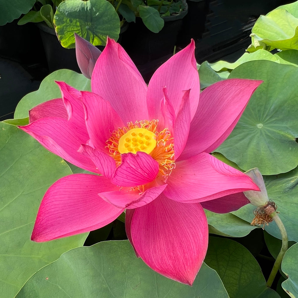 Tender Love Lotus ( Lian Ai )  <br>  Incredible bloomer!