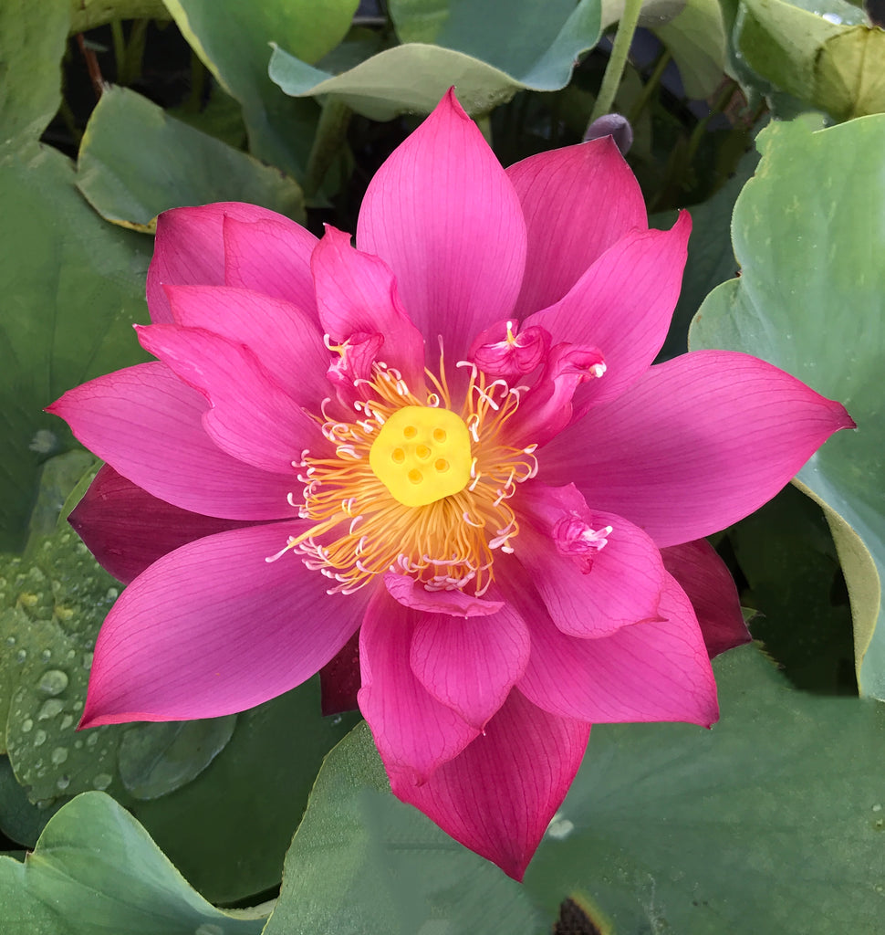 Tender Love Lotus ( Lian Ai )  <br>  Incredible bloomer!  <br> Reserve Lotus Varieties ASAP for 2020! - PondLotus.com