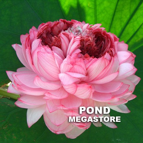 Thousand Petals Lotus <br>   Heavenly Blooms!   <br> Reserve Lotus Varieties ASAP for 2020! - PondLotus.com