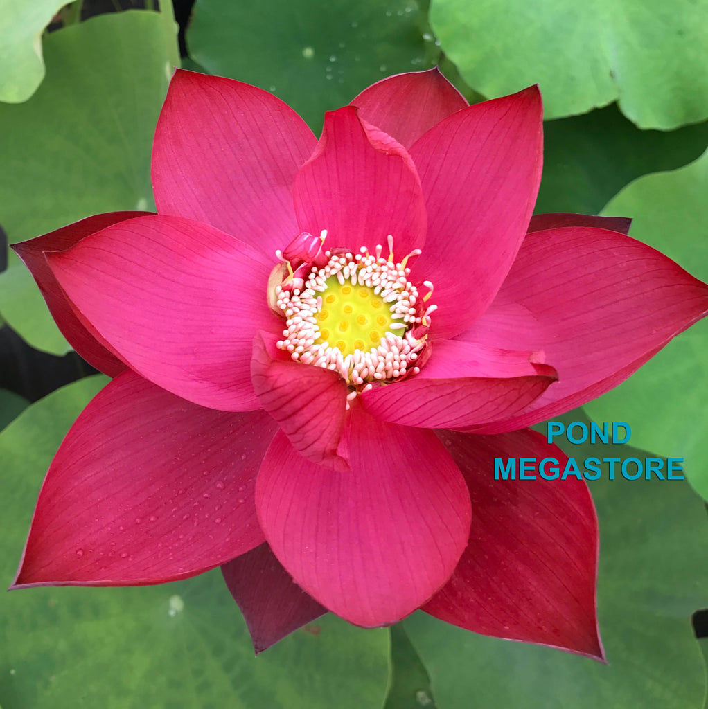 Titan Lotus (Ju Zi)  <br>  Deep, Dark Red!<br>Heavy Bloomer! Best of the Best!  <br> Reserve Lotus Varieties ASAP for 2020! - PondLotus.com