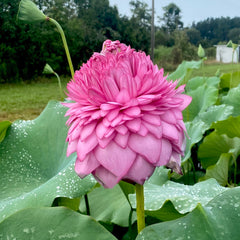 Ultimate 1000 Petal Lotus World Famous! Order Early! - PondLotus.com