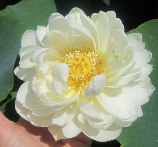 White Chrysanthemum Lotus  <br>  <br>  Nice Seed Pods!
