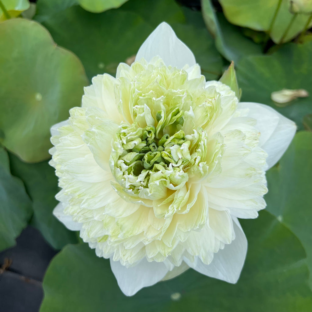 White Peony Lotus (Bai Mudan)  <br>  Heavy Bloomer!