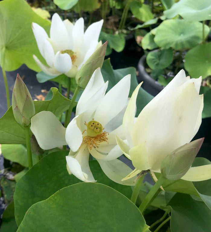 White Buddha's Hand  <br> Reserve Lotus Varieties ASAP for 2020! - PondLotus.com