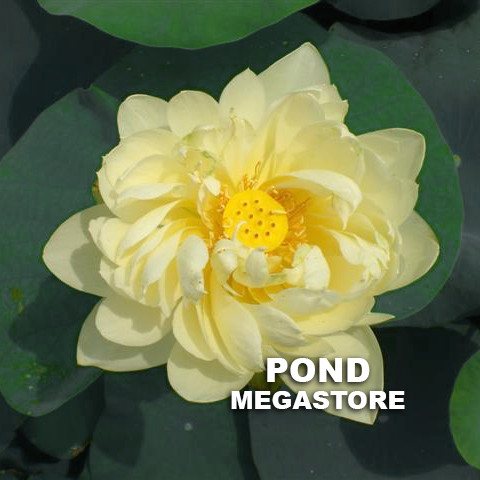 White Chrysanthemum Lotus  <br>  <br>  Nice Seed Pods!   <br> Reserve Lotus Varieties ASAP for 2020! - PondLotus.com