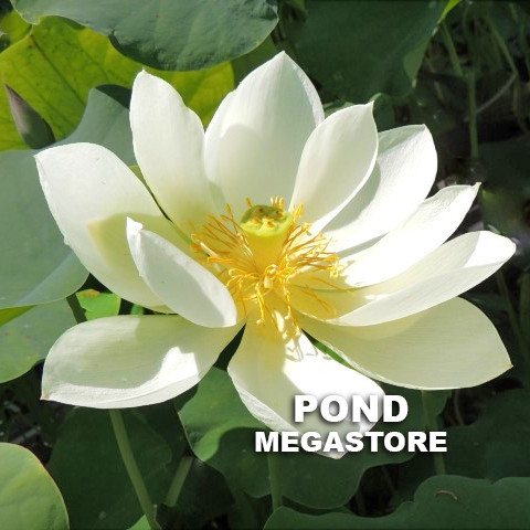White Crane Lotus  <br>  Simple Elegance   <br> Reserve Lotus Varieties ASAP for 2020! - PondLotus.com
